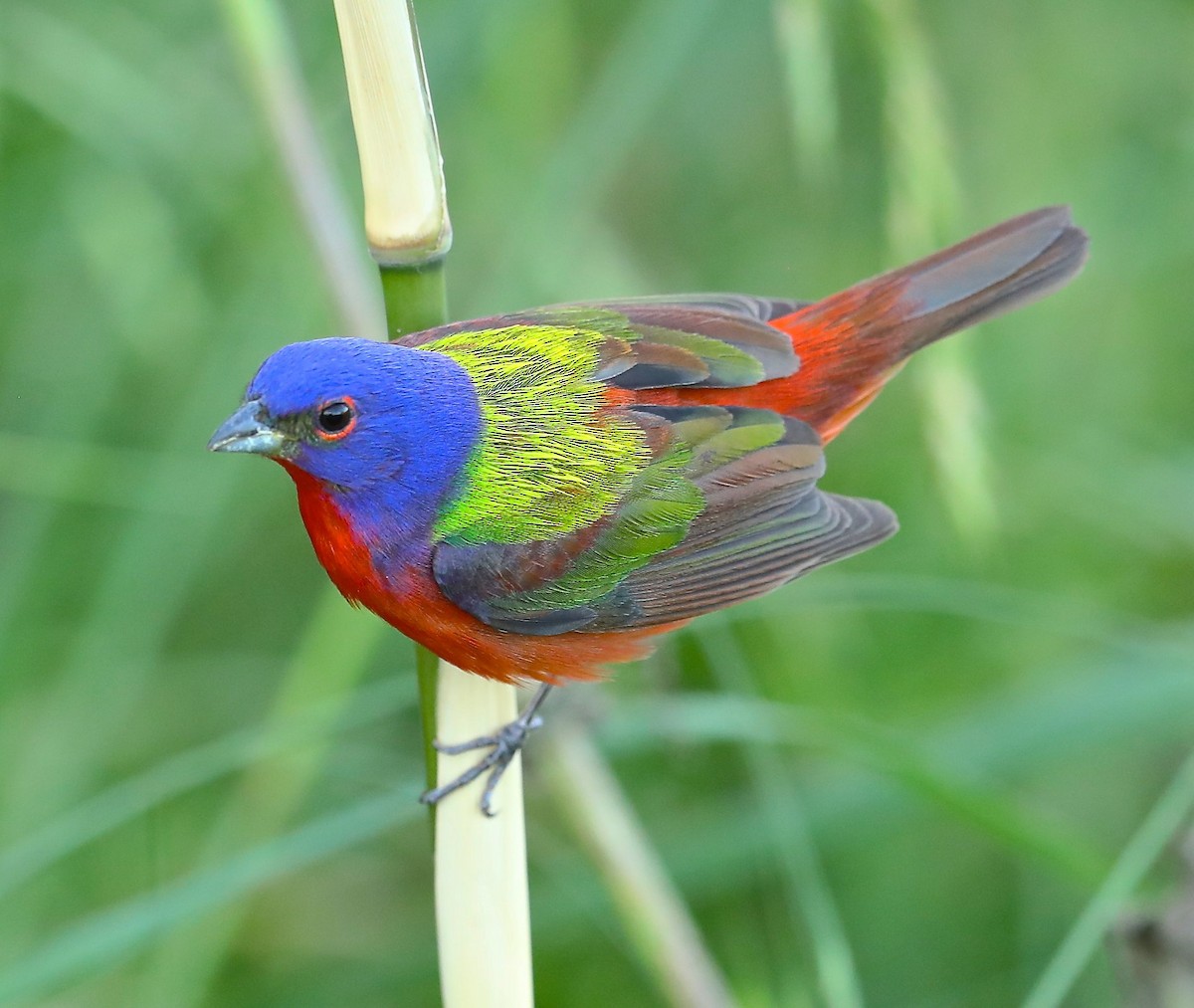 Painted Bunting - ML56726241