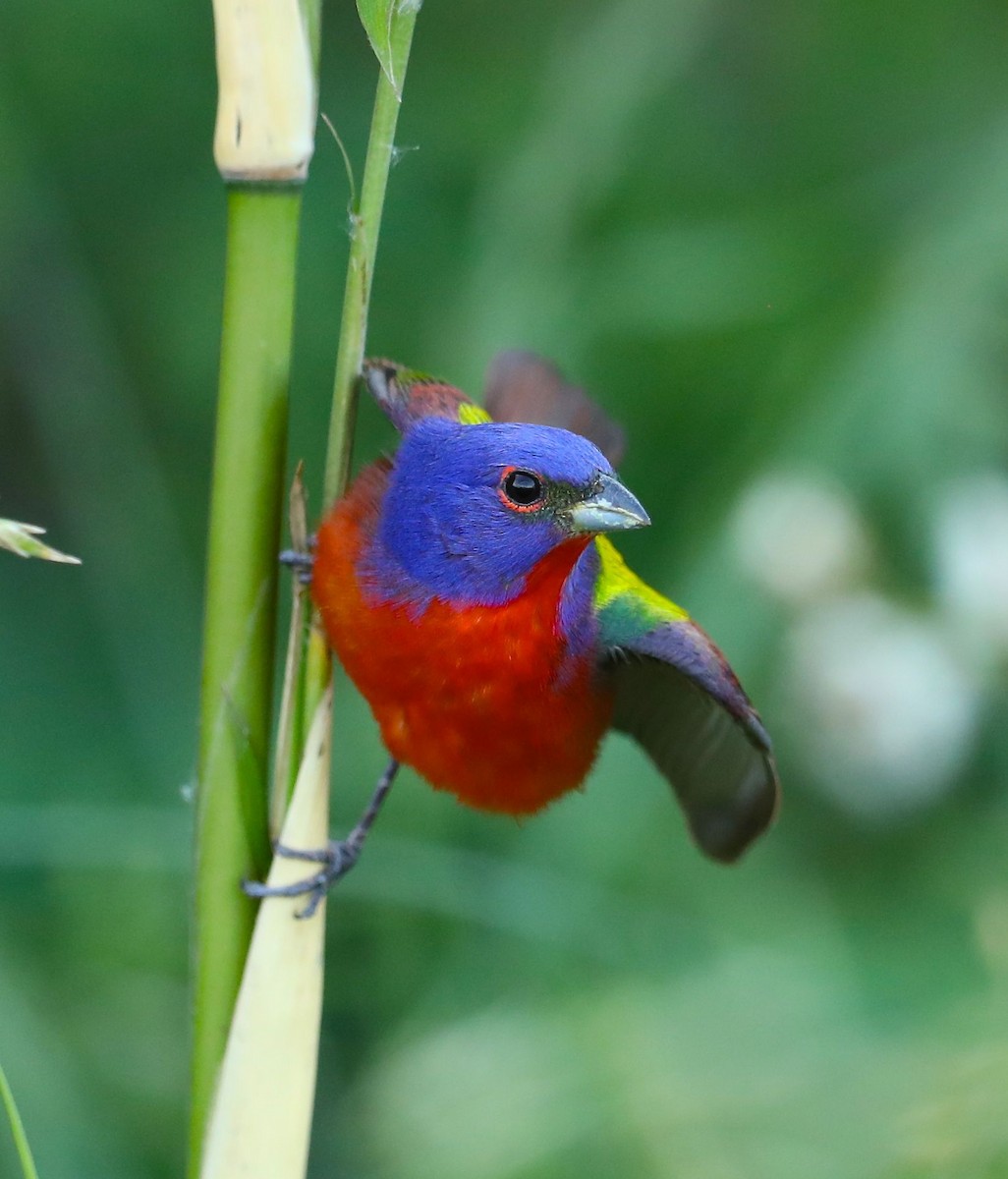 Painted Bunting - ML56726261