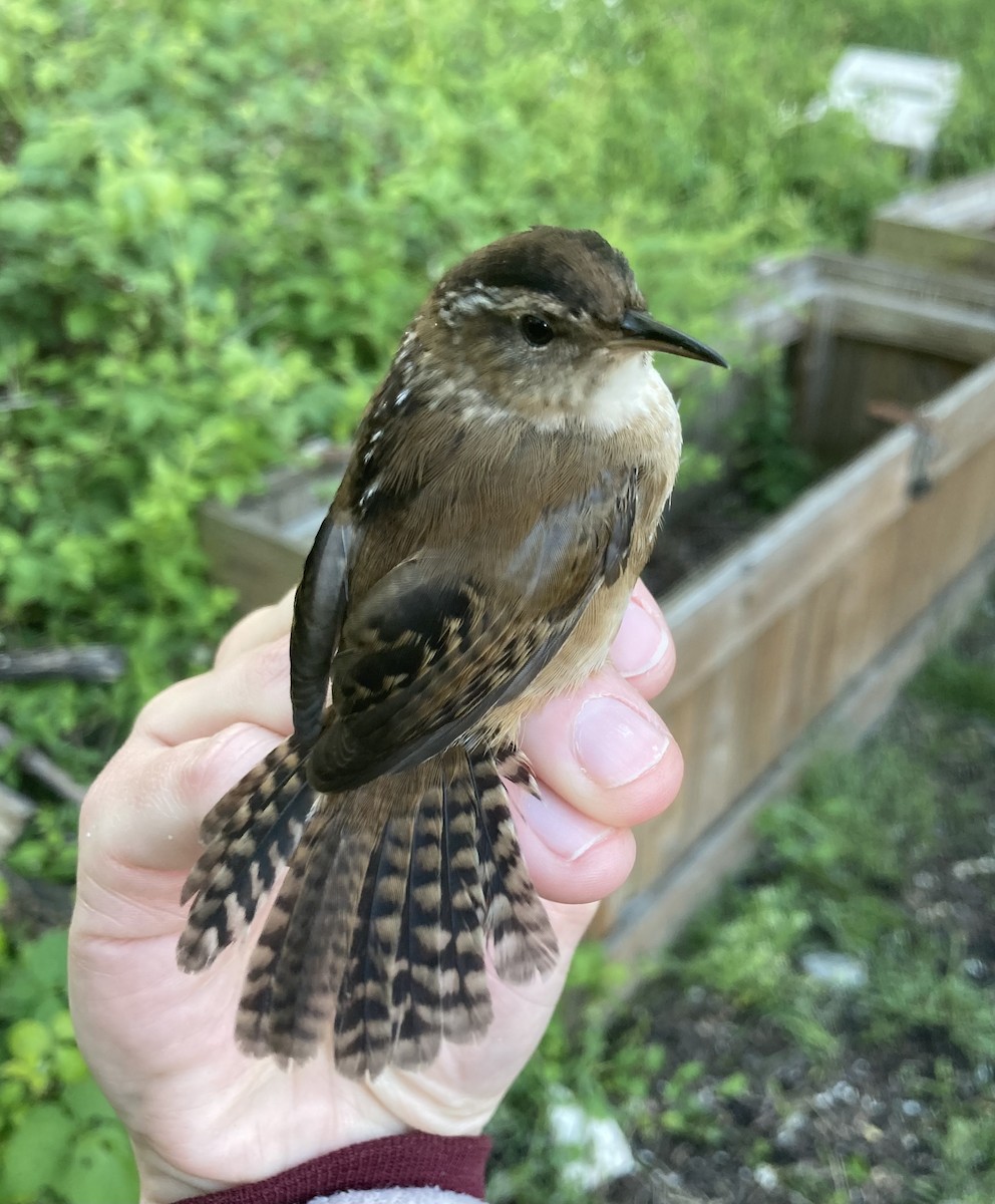 MarylandDC Breeding Bird Atlas Checklist 4 May 2023 Masonville