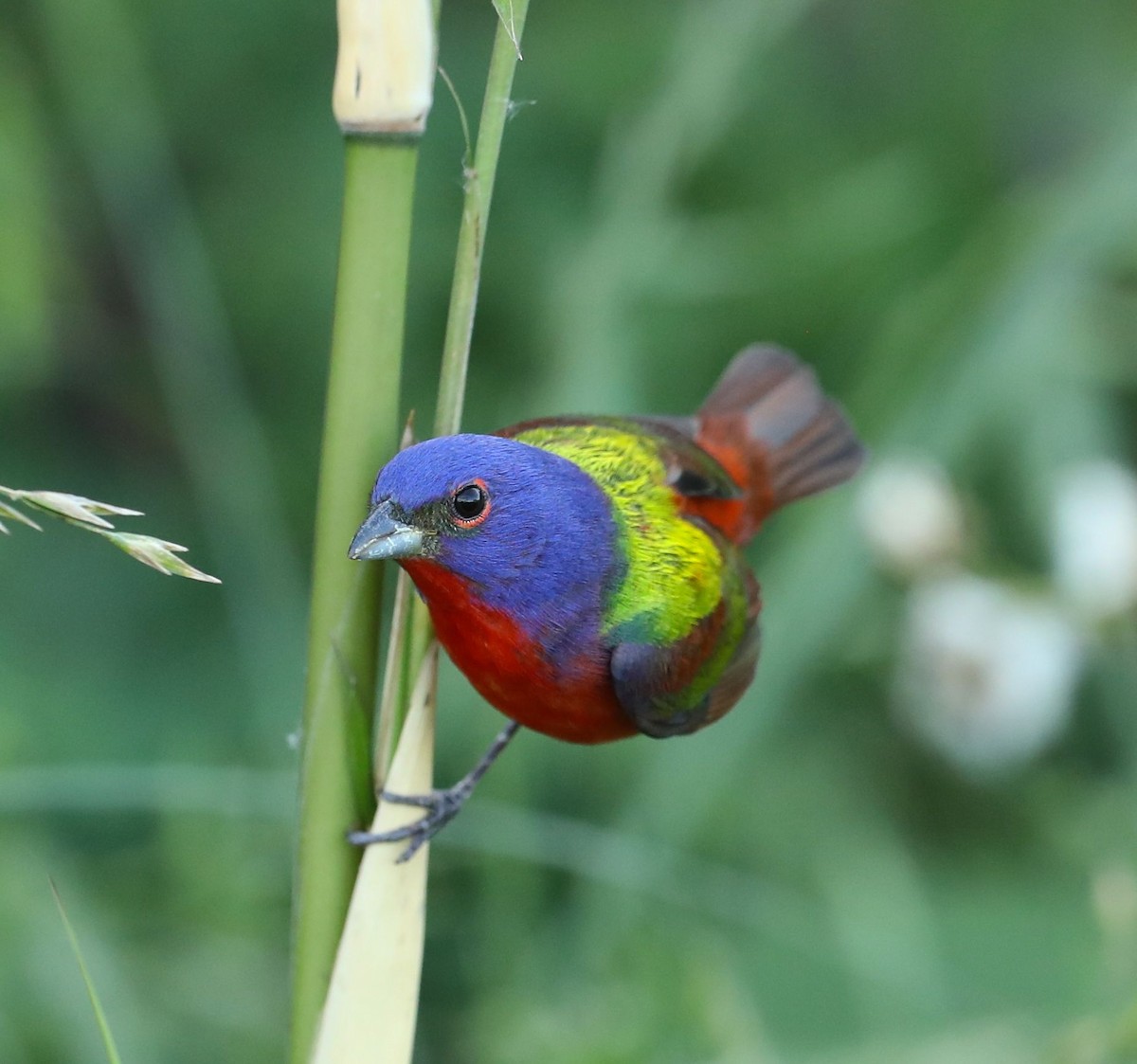 Painted Bunting - ML56726291