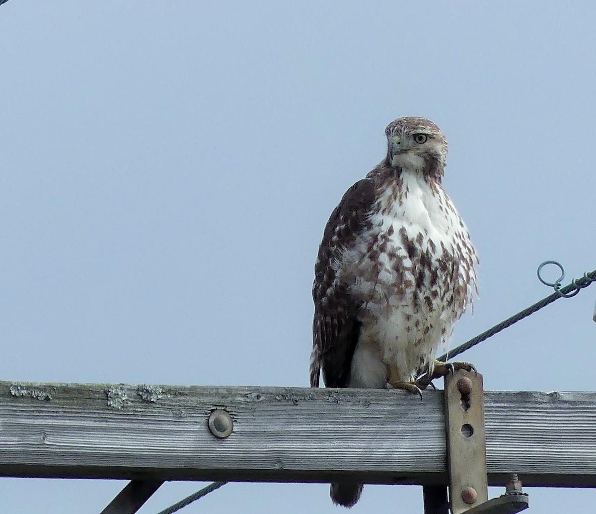 Red-tailed Hawk - ML567269531