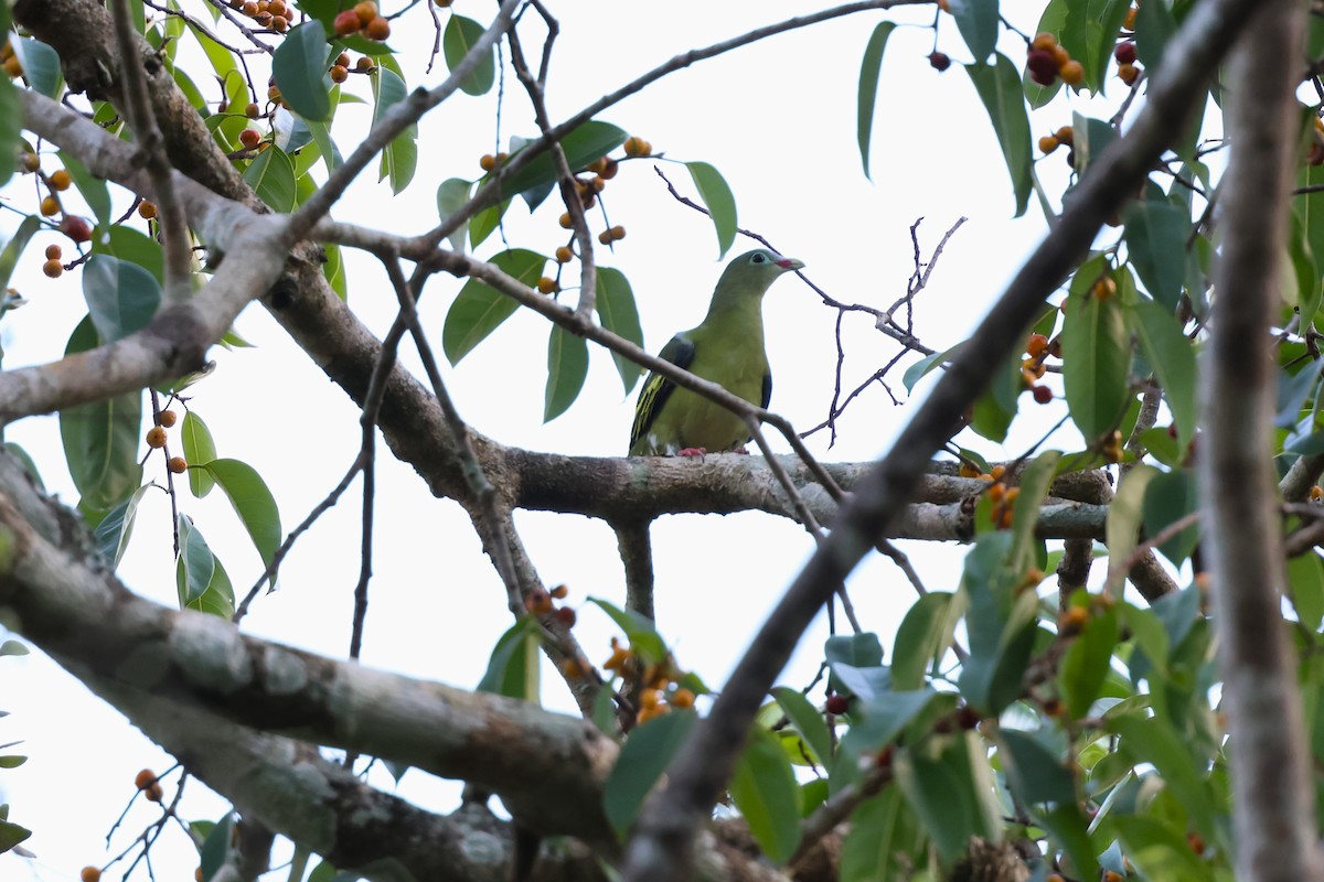 Thick-billed Green-Pigeon - ML567272831