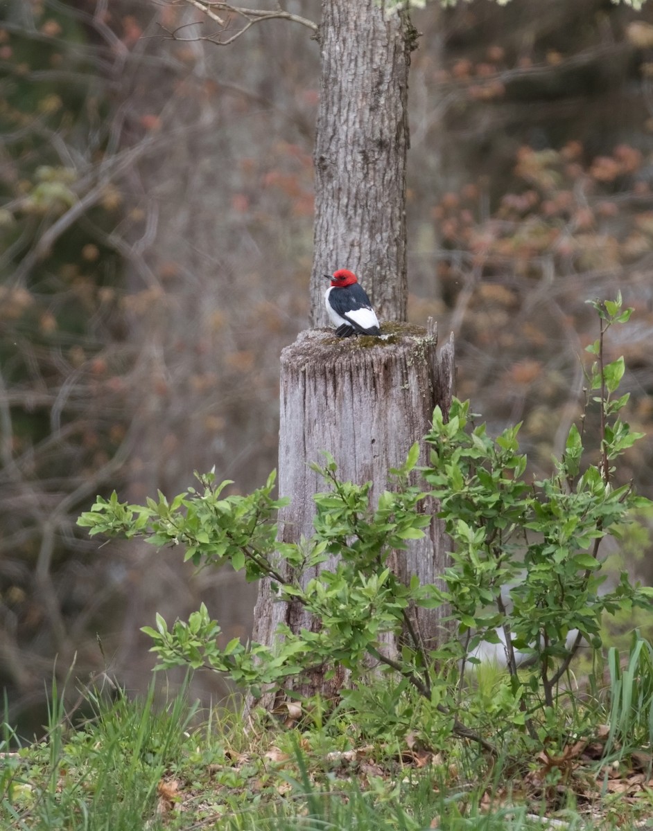Red-headed Woodpecker - ML56727961