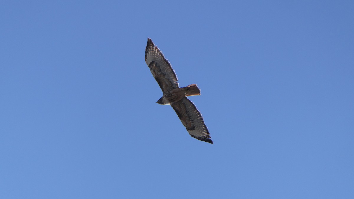 Red-tailed Hawk - Mark Burns