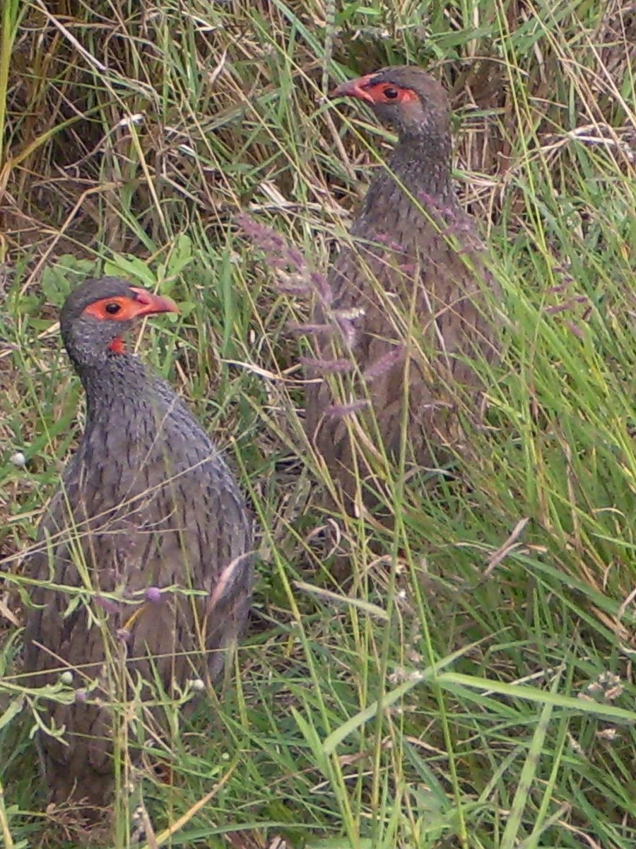 Red-necked Spurfowl - ML567286171