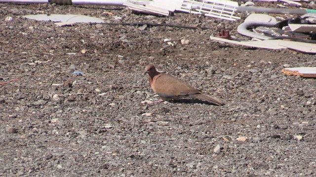 Laughing Dove - ML567287631