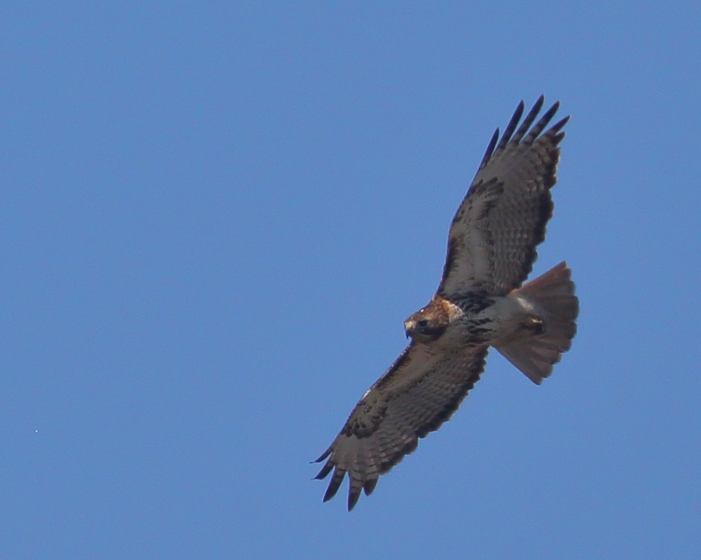 Red-tailed Hawk - ML567289501
