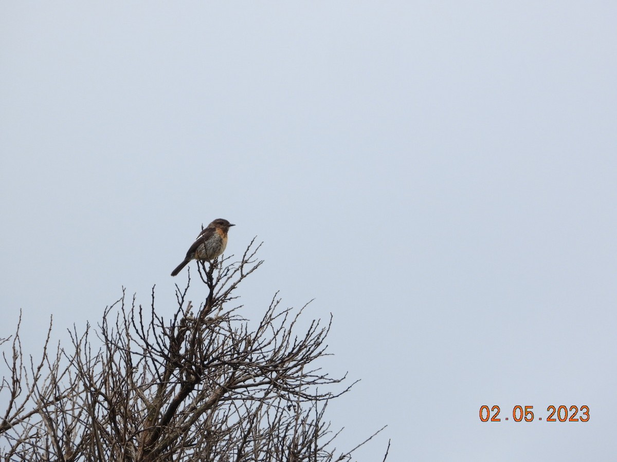 African Stonechat - ML567300221