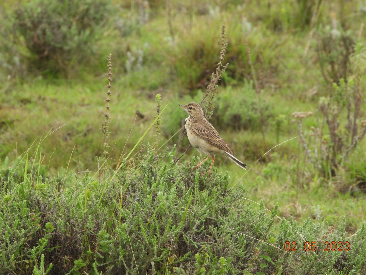 African Pipit - ML567300881