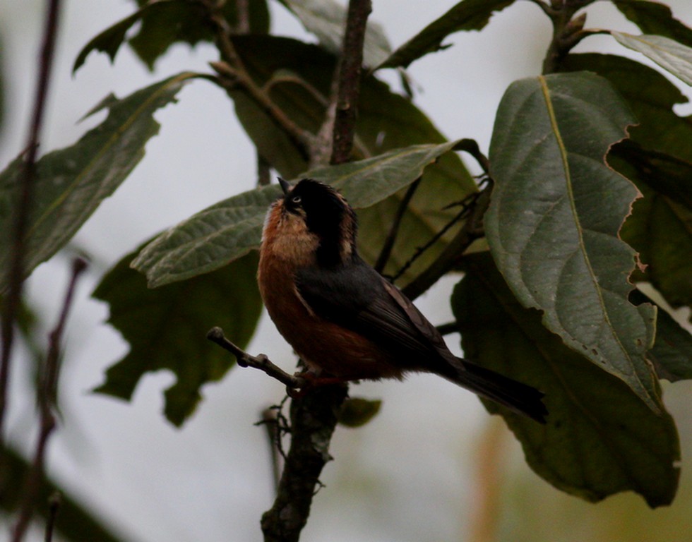 Black-browed Tit (Rufous-fronted) - ML567303071