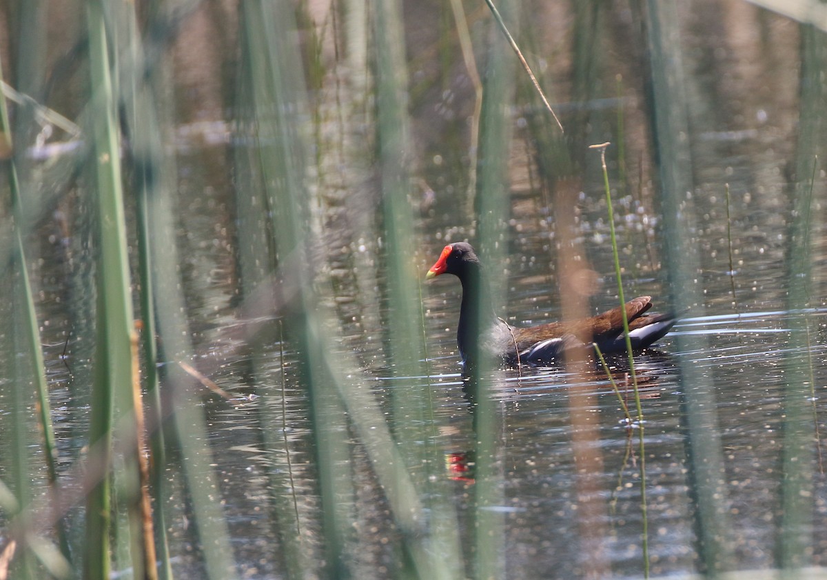 Common Gallinule - D Saxelby