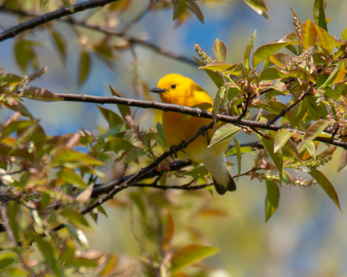 Prothonotary Warbler - ML567306941