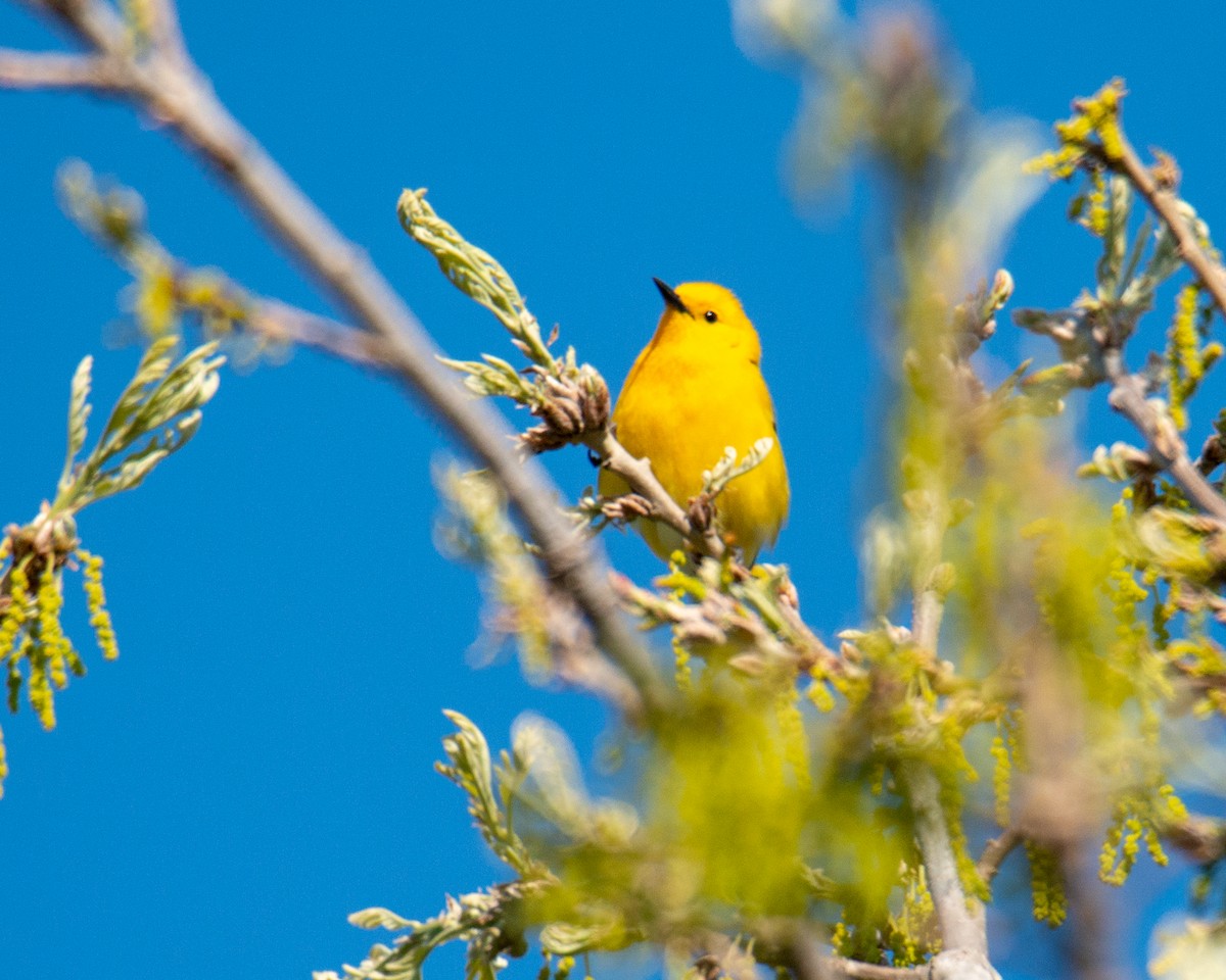 Prothonotary Warbler - ML567306961