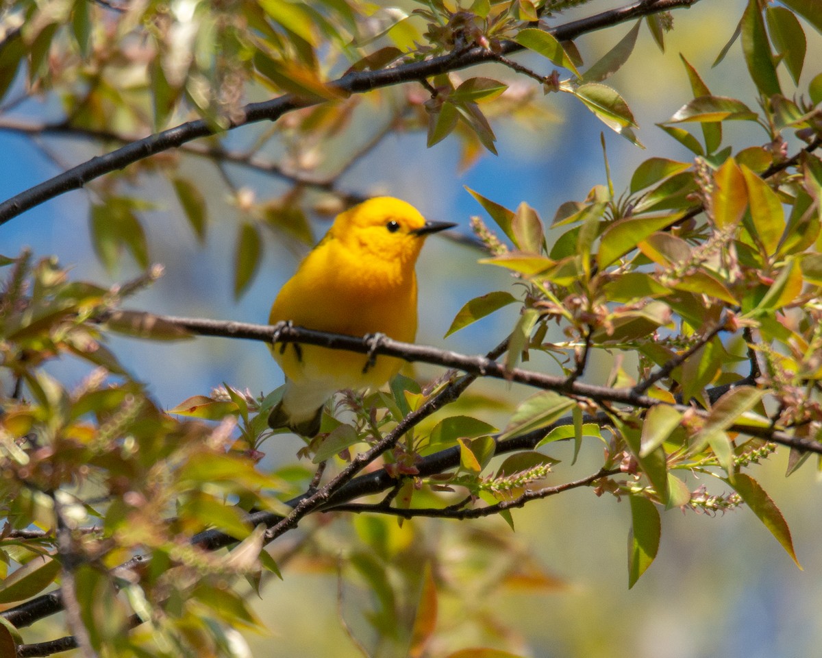 Prothonotary Warbler - ML567306981