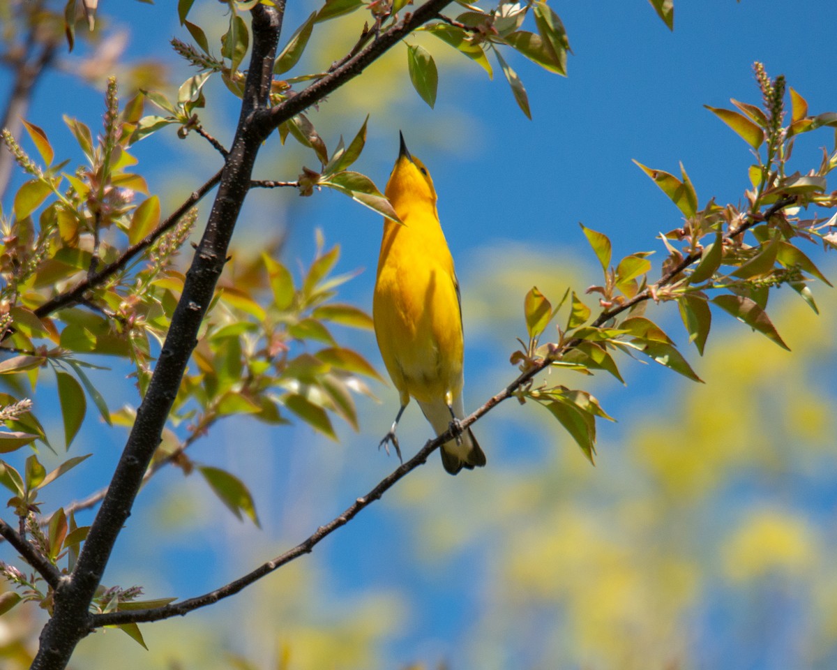 Prothonotary Warbler - ML567306991