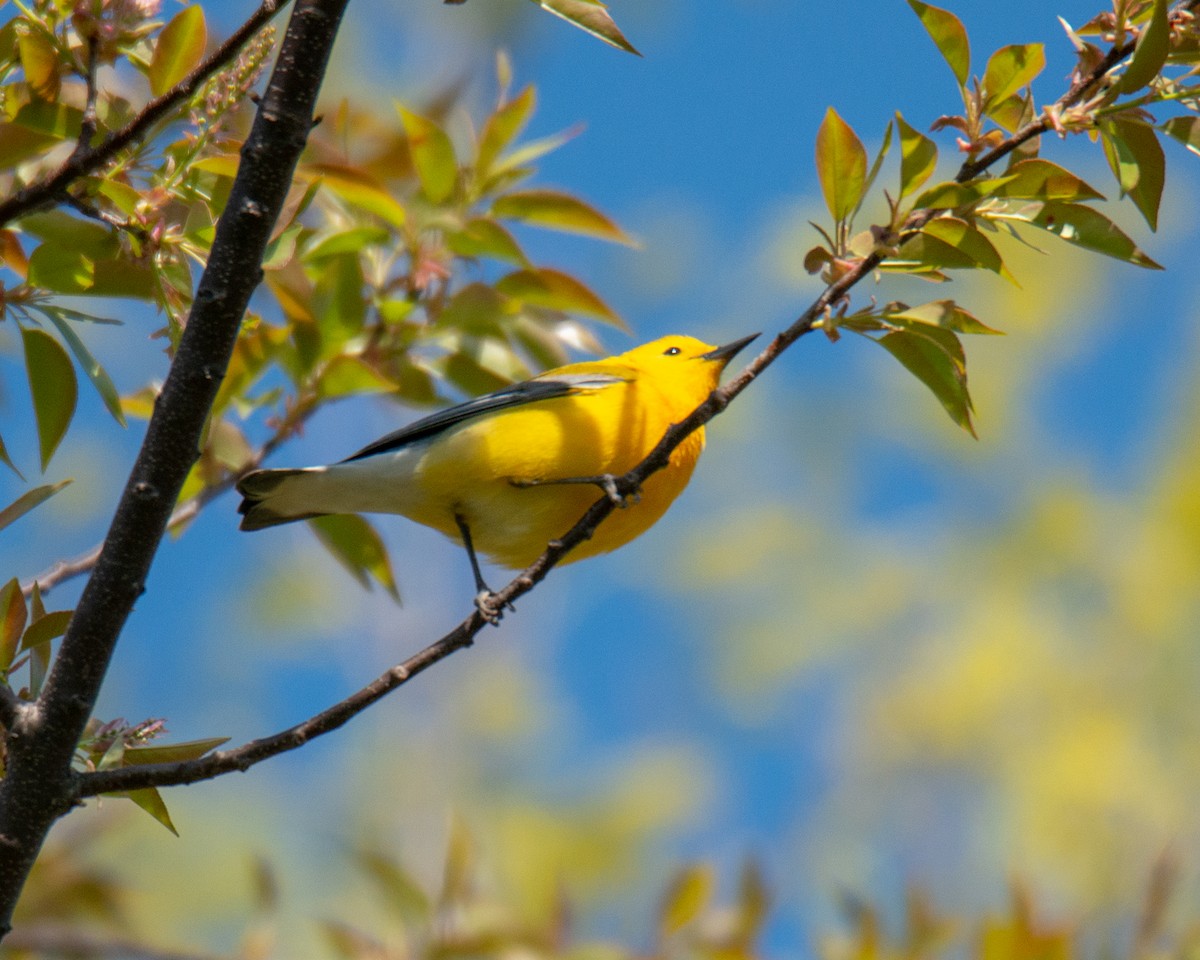 Prothonotary Warbler - ML567307001