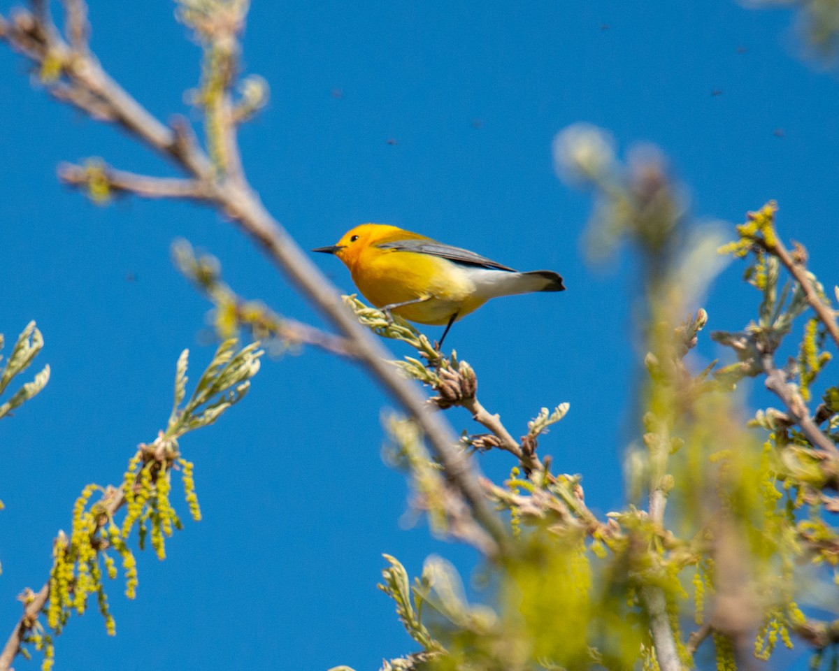 Prothonotary Warbler - ML567307021