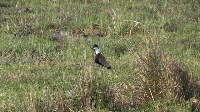 Spur-winged Lapwing - ML567313531