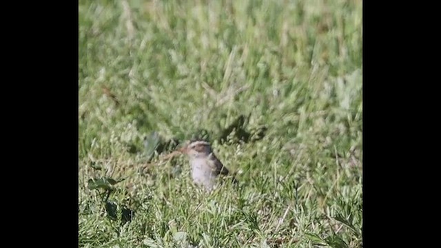 Clay-colored Sparrow - ML567315151