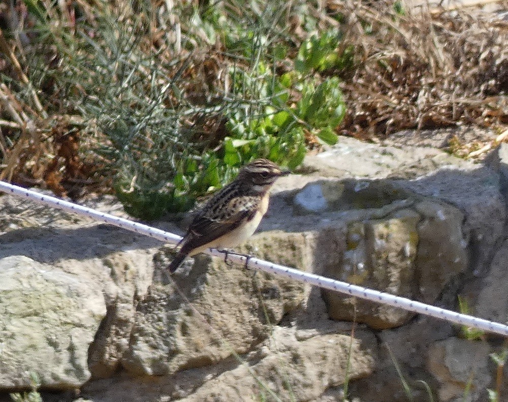 Whinchat - ML567316591