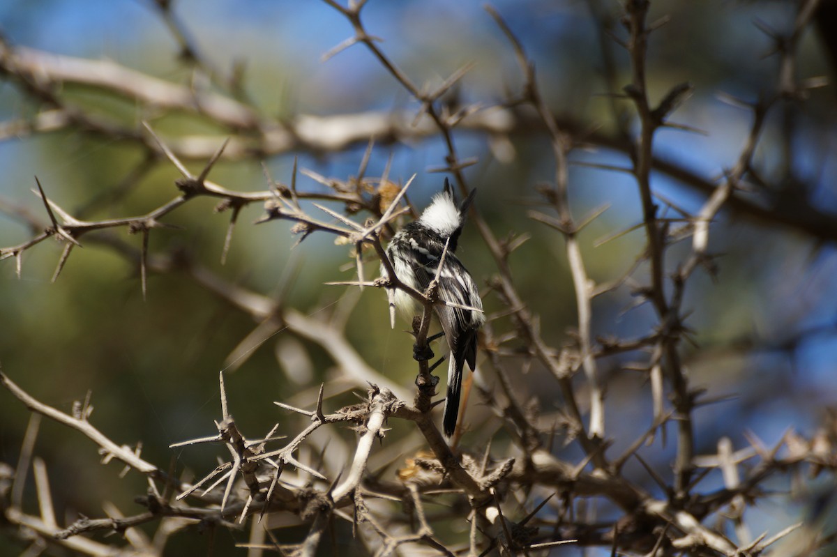 Pied-crested Tit-Tyrant - ML56731941