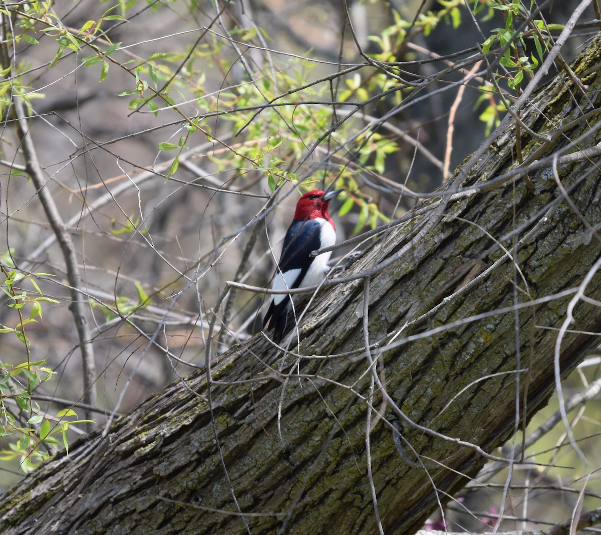 Red-headed Woodpecker - ML567323521