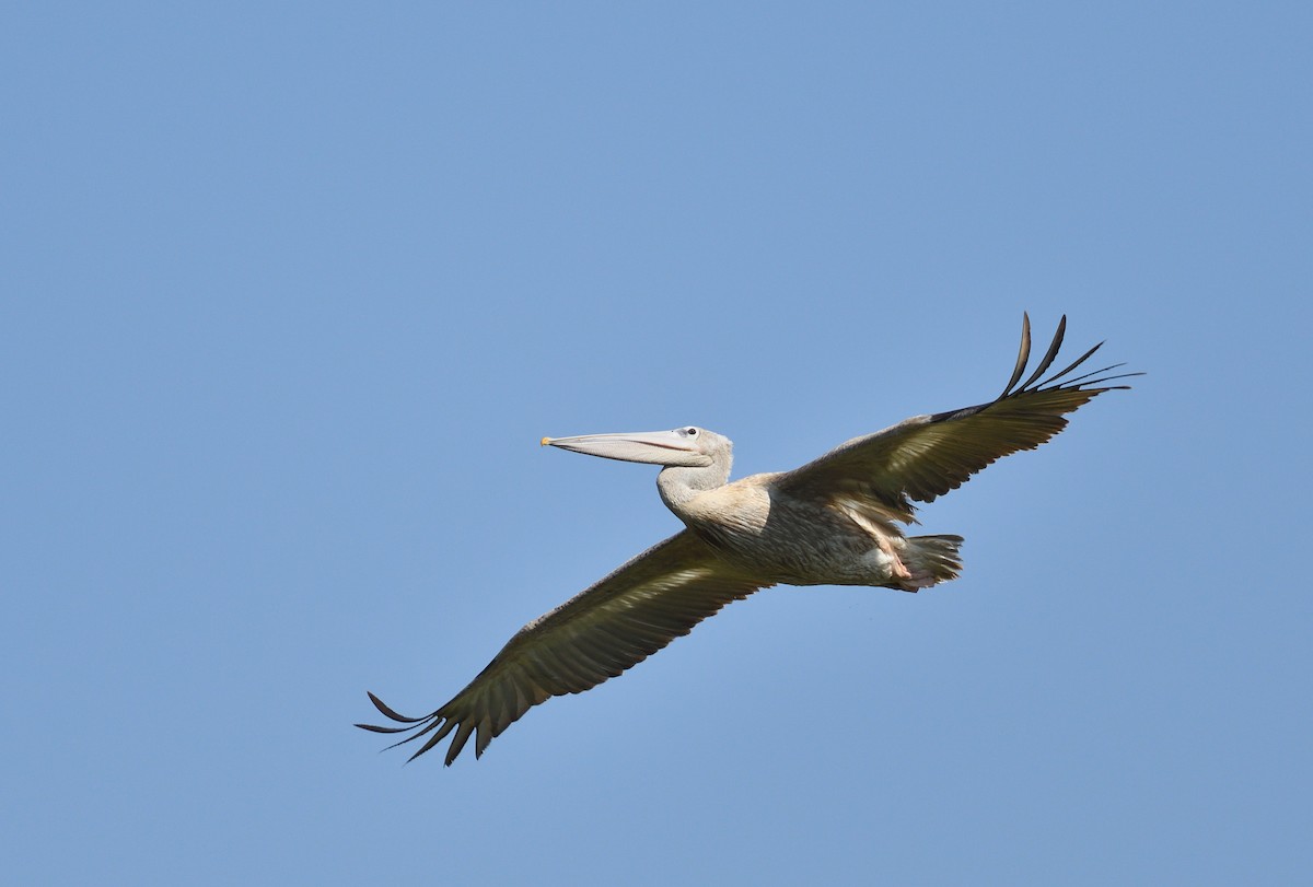 Pink-backed Pelican - ML567323991