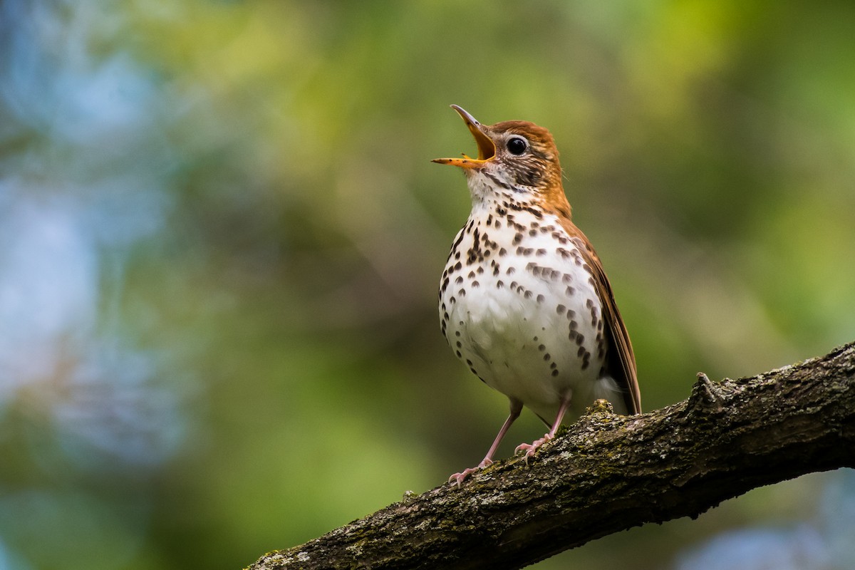 Wood Thrush - ML56732651