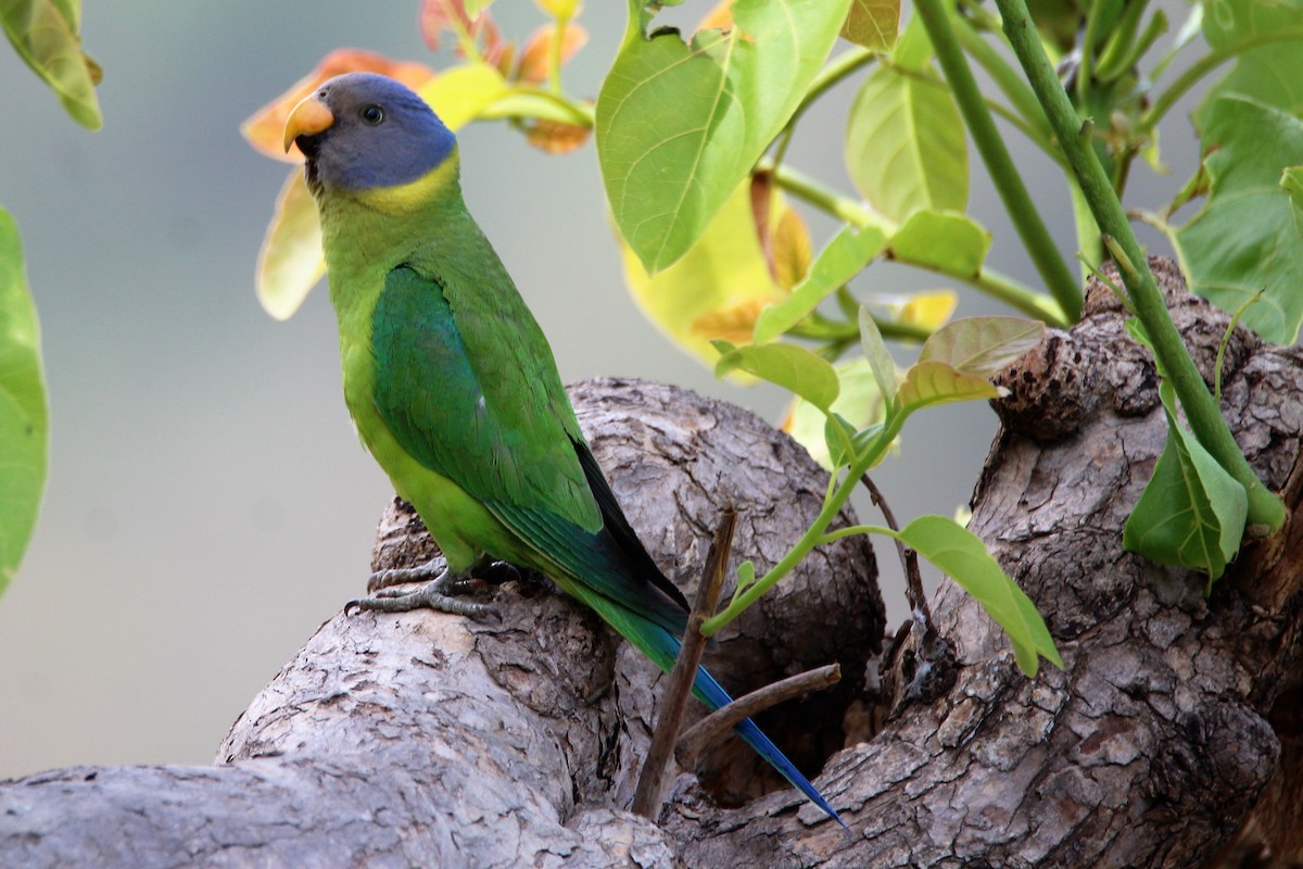 Plum-headed Parakeet - Sudhir Reddy