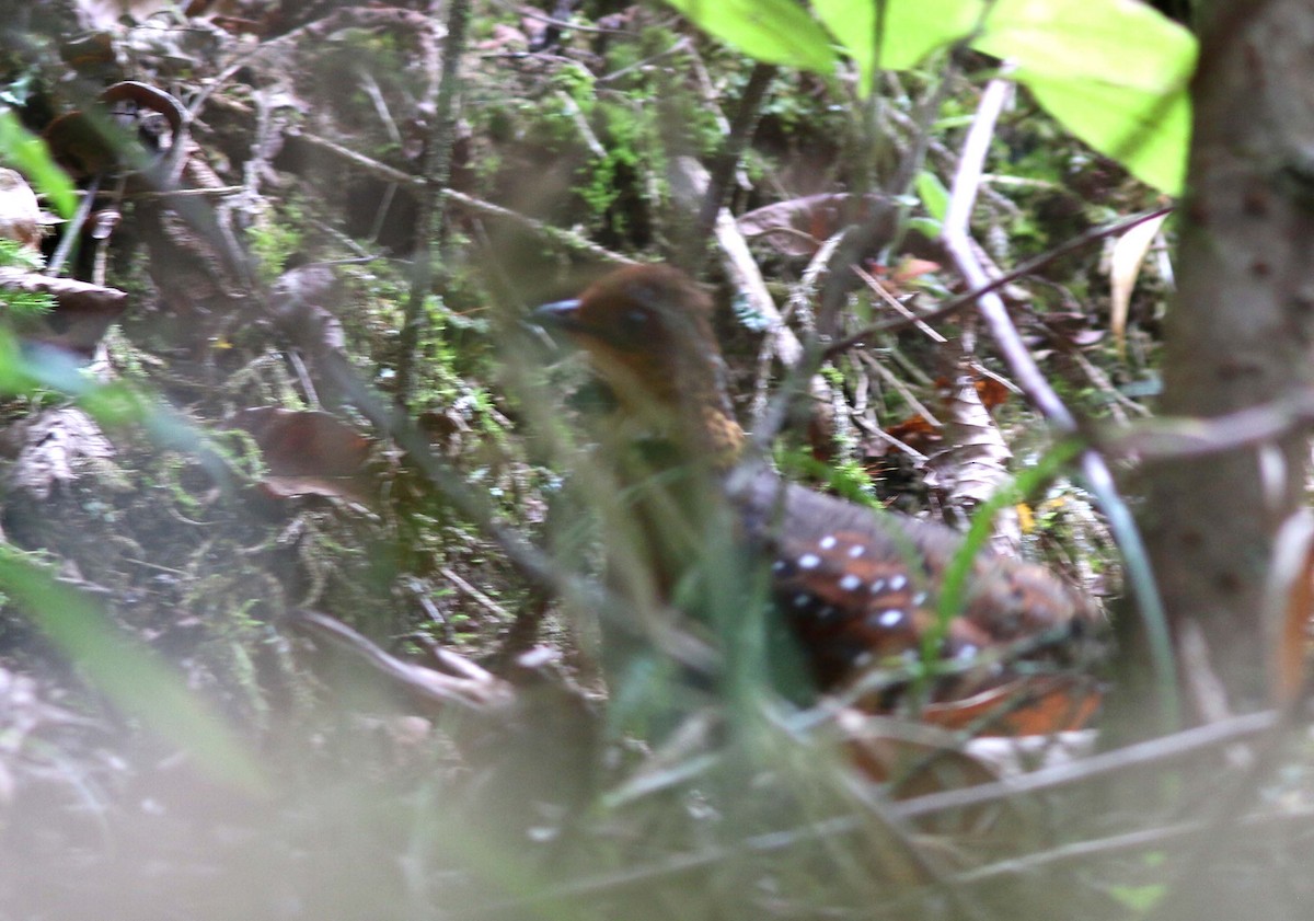 Chestnut-breasted Partridge - ML56732751