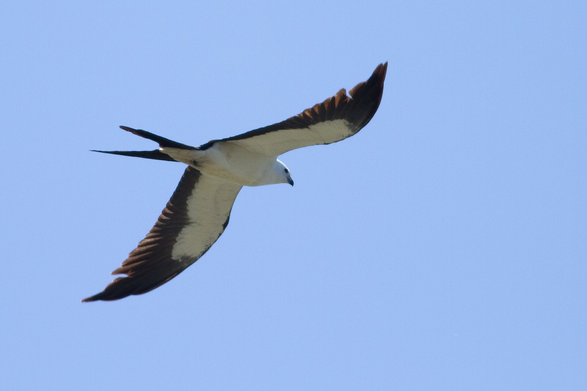 Swallow-tailed Kite - Lucas Bobay