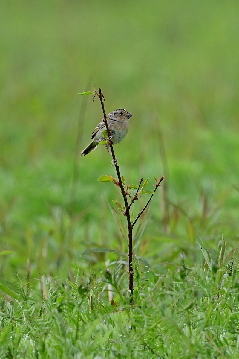 Grasshopper Sparrow - ML567328981
