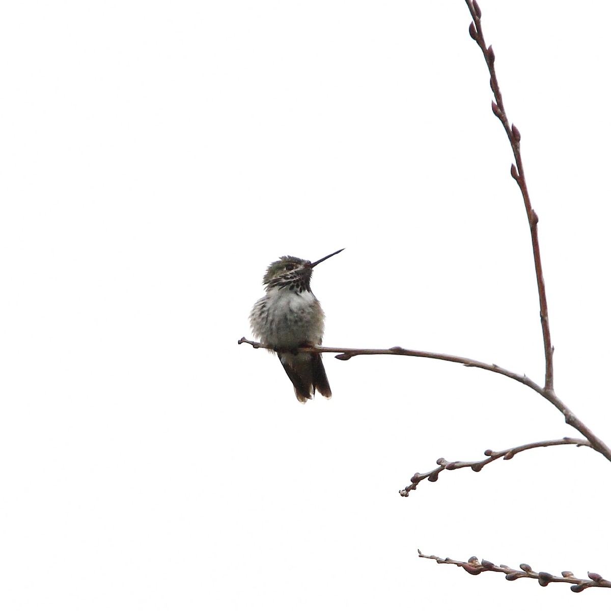 ub. kolibri (Trochilidae sp.) - ML56733071