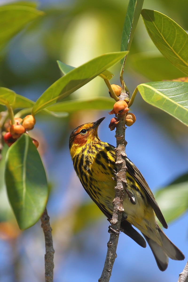 Cape May Warbler - ML567332061