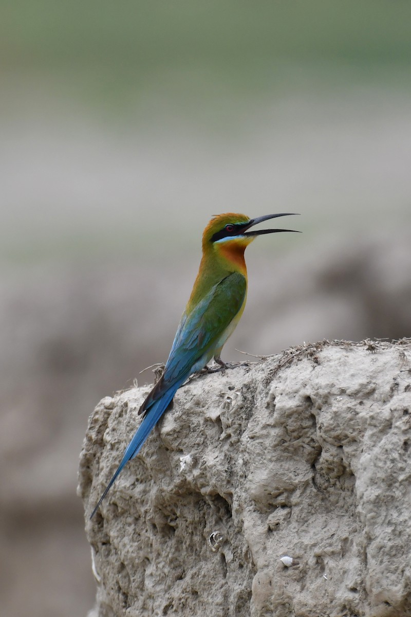 Blue-tailed Bee-eater - ML567334201