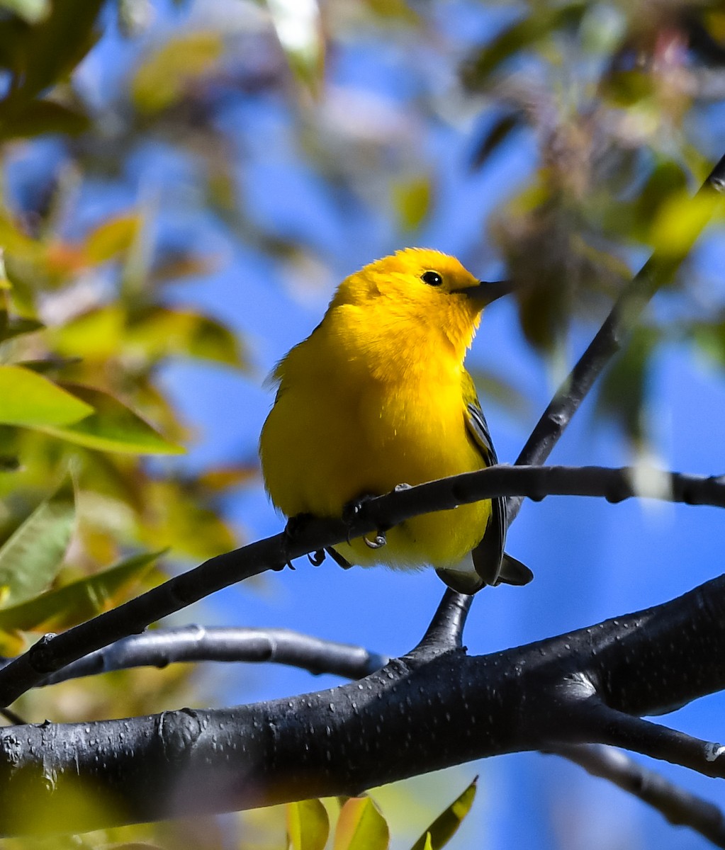 Prothonotary Warbler - ML567334221