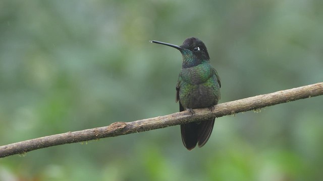Talamanca Hummingbird - ML567335131