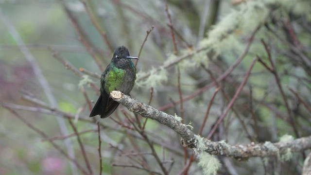 Talamanca Hummingbird - ML567335151