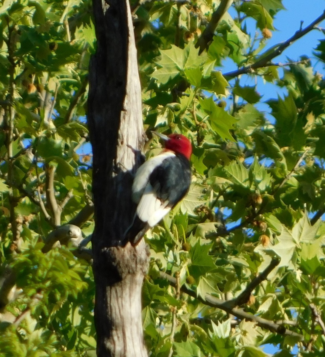 Red-headed Woodpecker - ML56733751