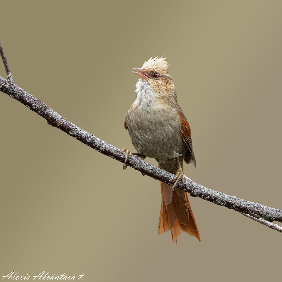 Creamy-crested Spinetail - ML567340951