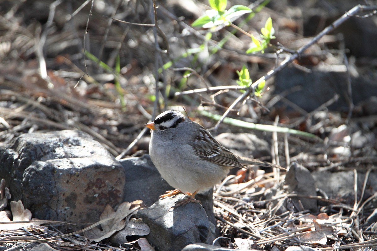 White-crowned Sparrow - ML56734151