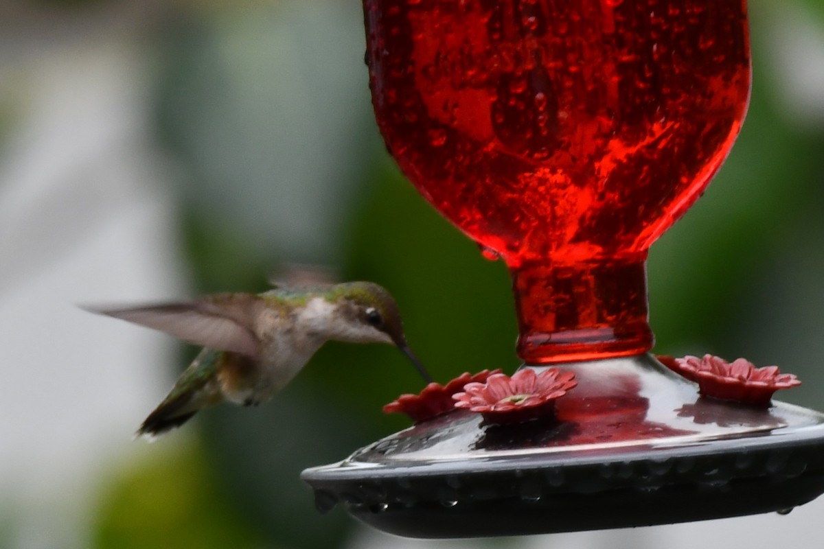 Black-chinned Hummingbird - ML567341811