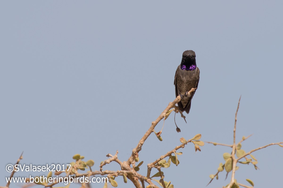 Black-chinned Hummingbird - Steve Valasek