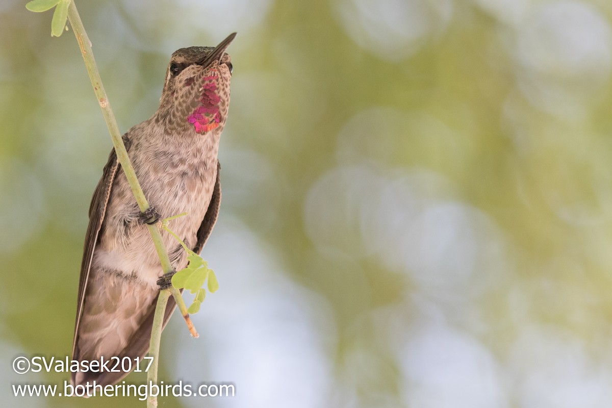 Anna's Hummingbird - ML56734301