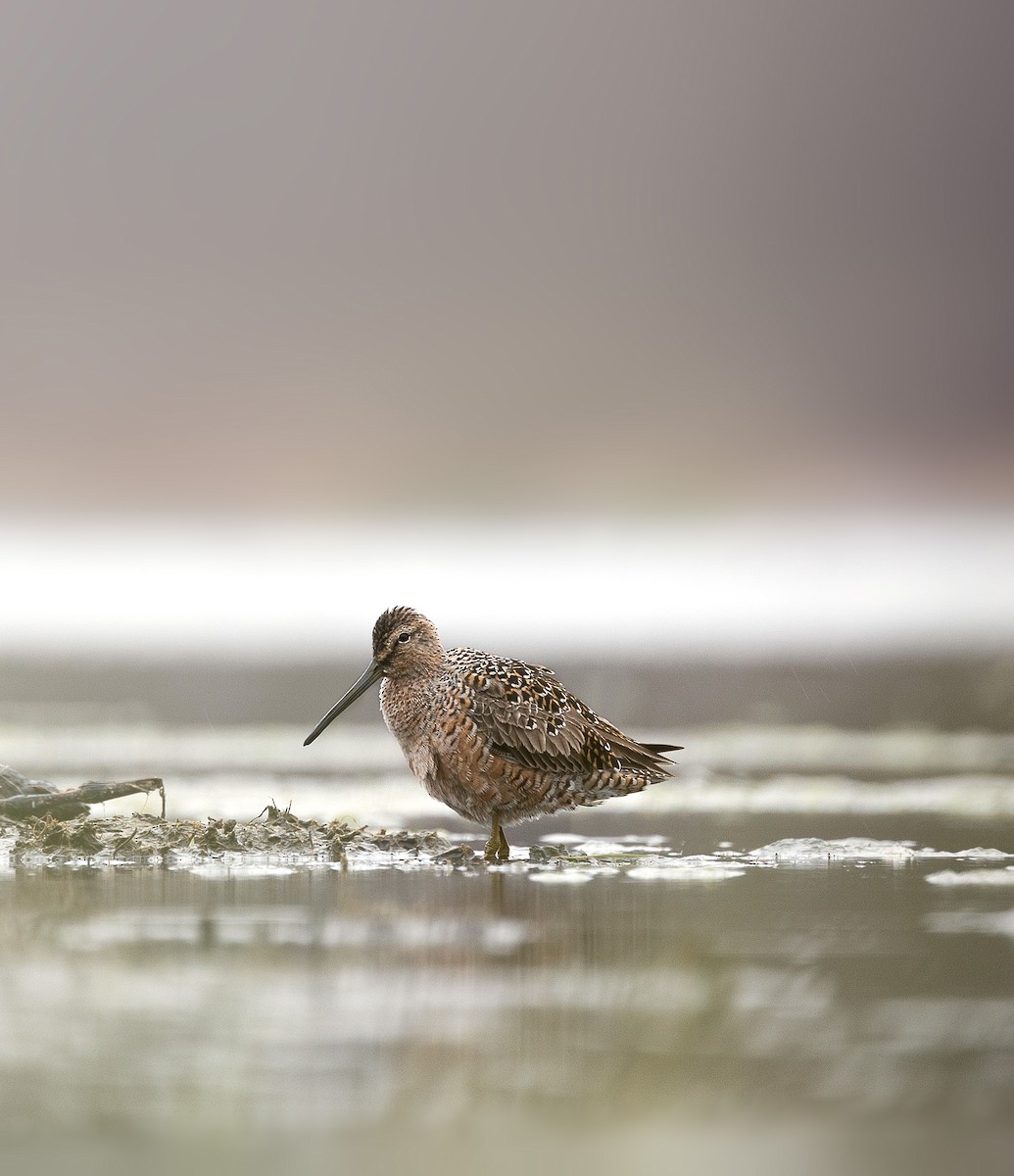 Long-billed Dowitcher - ML567343581
