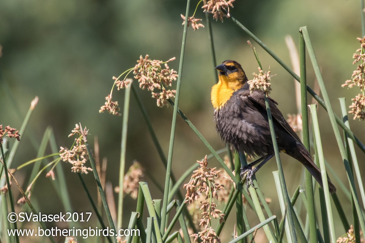 Yellow-headed Blackbird - Steve Valasek