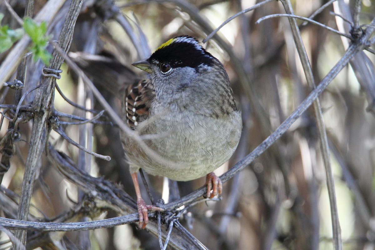 Golden-crowned Sparrow - ML56734391