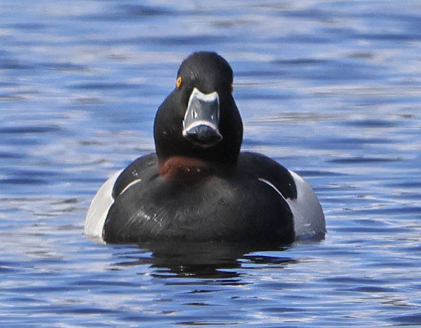 Ring-necked Duck - ML567344461