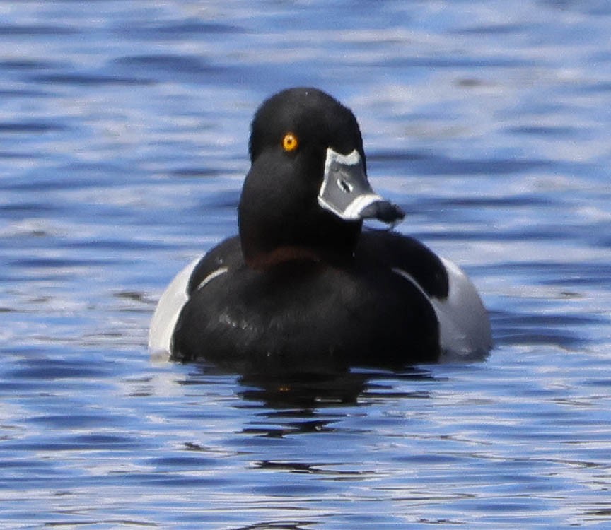 Ring-necked Duck - ML567344491