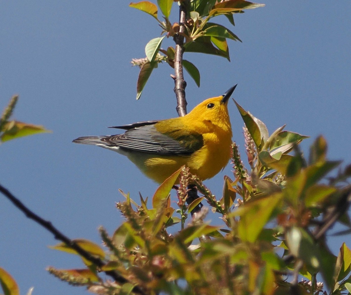 Prothonotary Warbler - ML567346821
